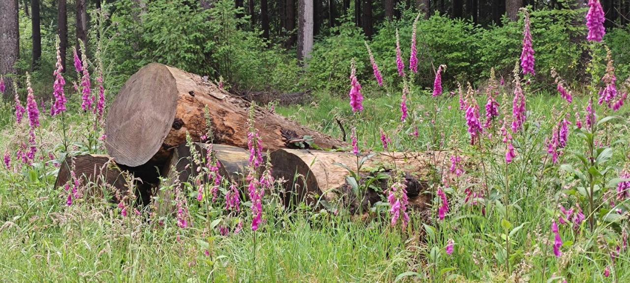 Le Pas Du Loup Villa Royere-de-Vassiviere Kültér fotó