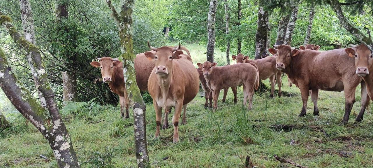 Le Pas Du Loup Villa Royere-de-Vassiviere Kültér fotó